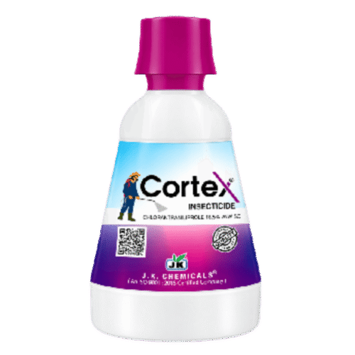 Cortex