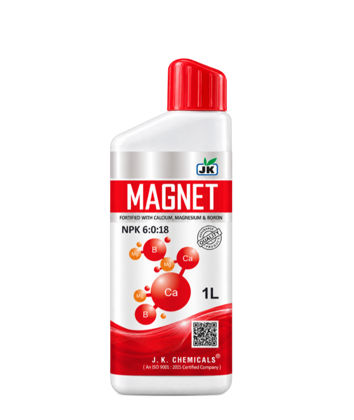 MAGNET