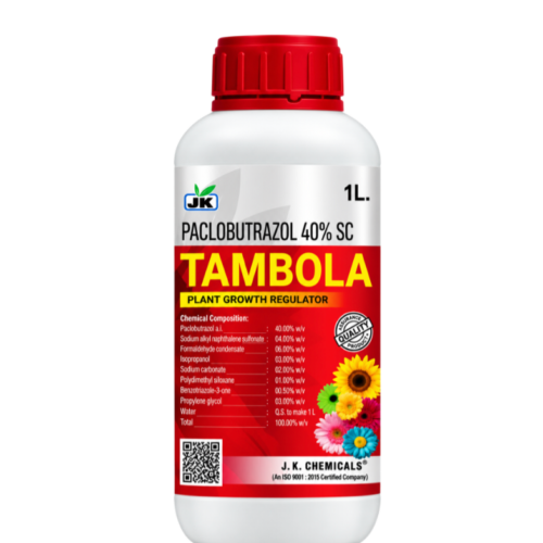 TAMBOLA